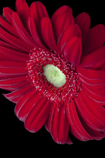 Flor vermelha da margarida — Fotografia de Stock