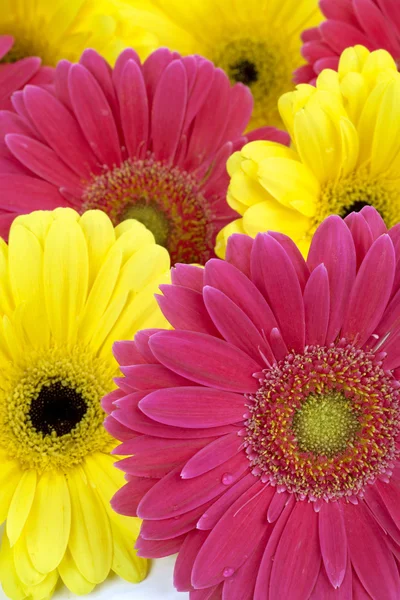 Yellow and pink daisies — Stock Photo, Image