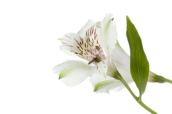 771 plano plano de una flor blanca — Foto de Stock