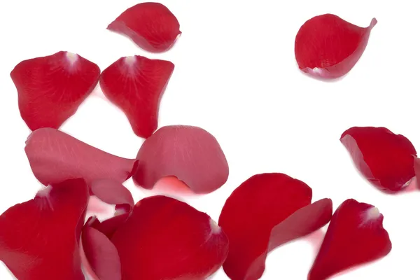22 pétales de rose épars — Photo