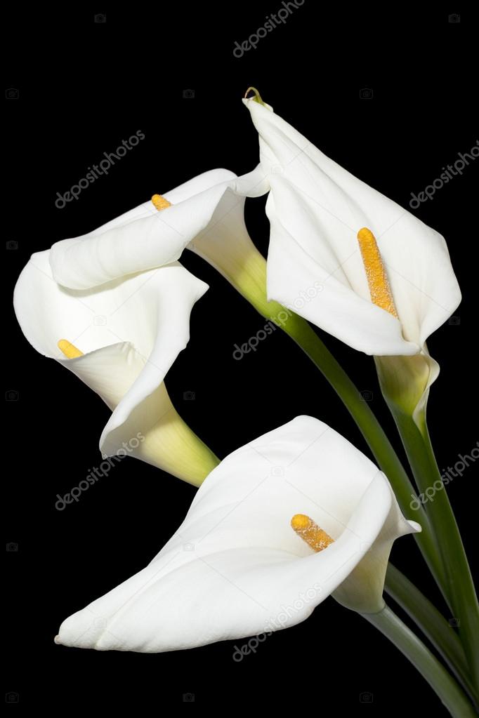 white aethiopica calla lilies