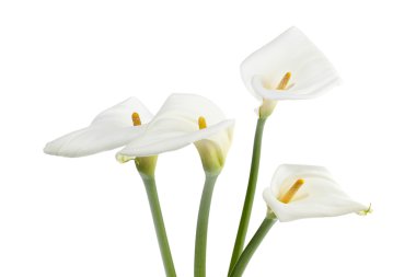 388 beyaz calla zambak