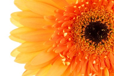 70 gerbera papatya çiçeği