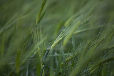 697 imge-in buğday bitkileri