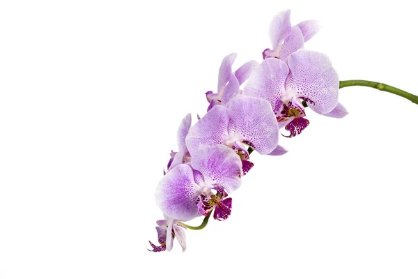 779 Ramo fiorito pieno classico di orchidee — Foto Stock