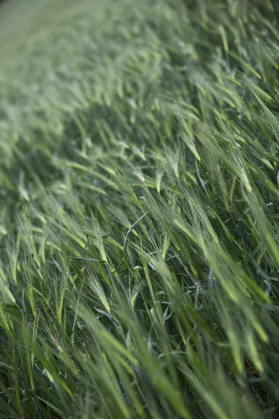 778 image of wheat field — Stock Photo, Image