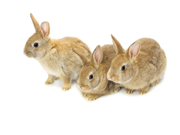 Três coelhos castanhos — Fotografia de Stock