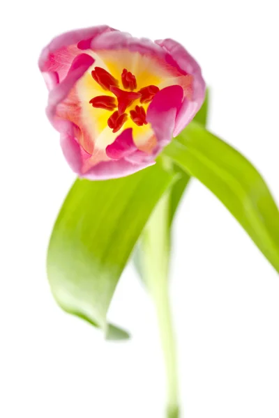 Pink tulip — Stock Photo, Image