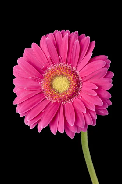 Close up shot of a pink flower — Stock Photo, Image