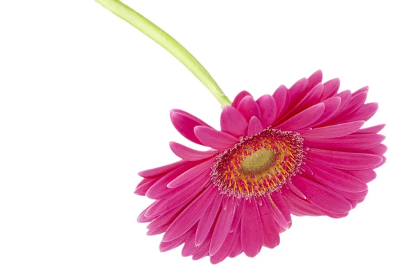3 рожева квітка — стокове фото