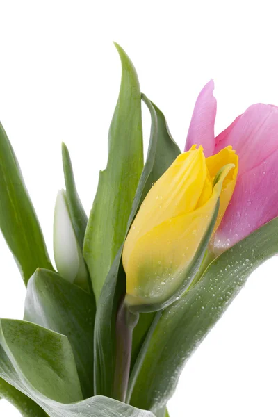 69 pink and yellow tulips — Stock Photo, Image