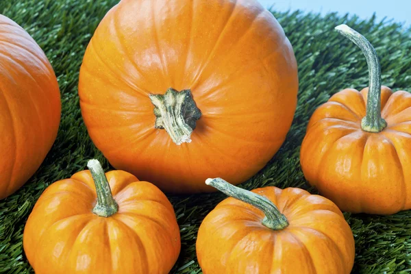 6 cropped view of halloween pumpkins — Stock Photo, Image