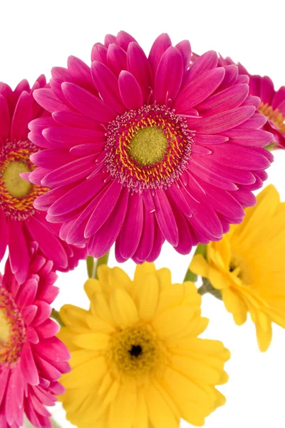75 žluté a růžové květy — Stock fotografie