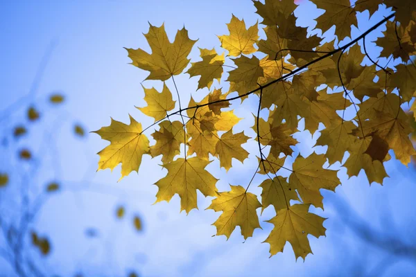 487 image of maple leaves — Stock Photo, Image