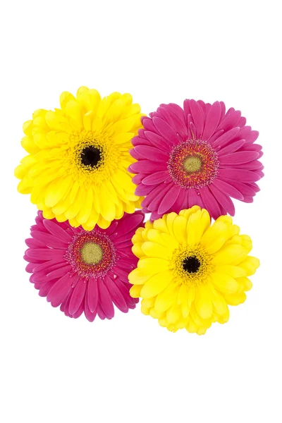 Yellow and pink flowers — Stock Photo, Image