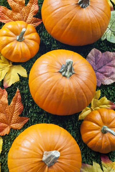 Overhead view of halloween pumpkins — Stock Photo, Image