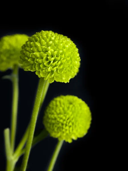 512 Crisantemo verde —  Fotos de Stock