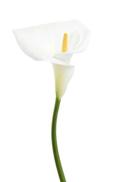 Lys calla blanc — Photo