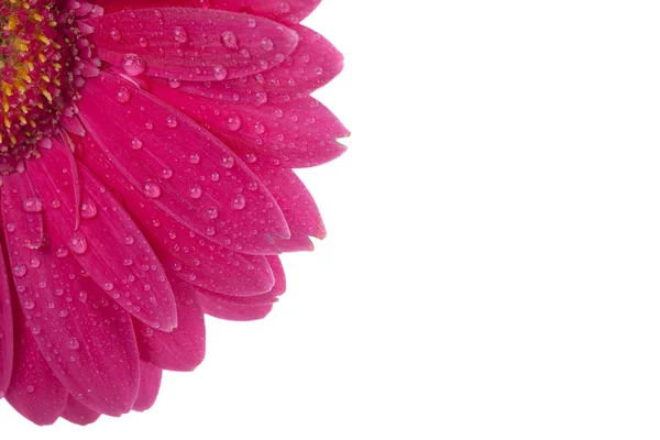Margarida rosa molhada — Fotografia de Stock