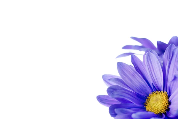 Purple flower — Stock Photo, Image