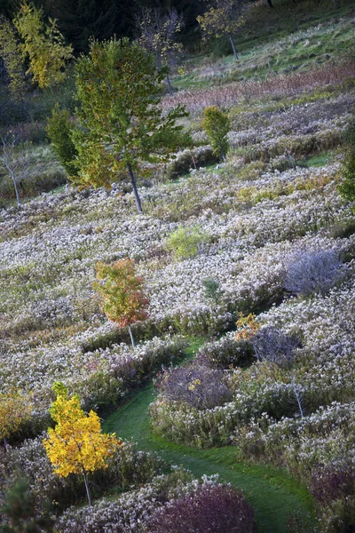 541 herfst bomen — Stockfoto