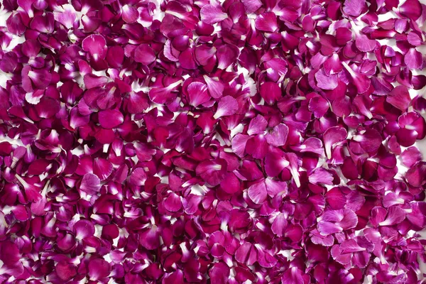 563 petali di fiori rosa — Foto Stock