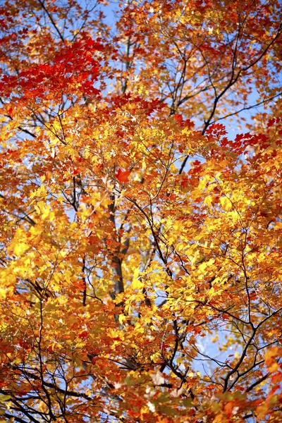 Зображення осінніх дерев — стокове фото