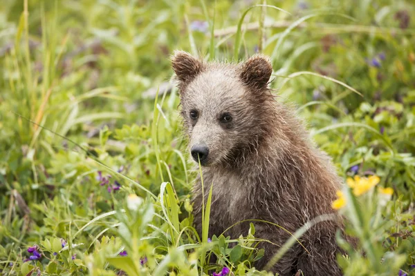 599 cachorro de oso marrón —  Fotos de Stock