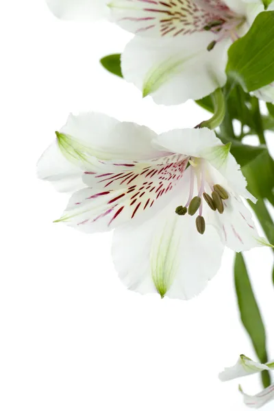 661 fiori di giglio bianco — Foto Stock