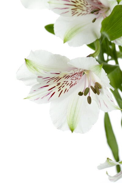 661 белый цветок лилии
