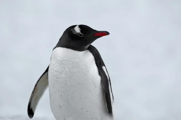 663 pingüinos —  Fotos de Stock