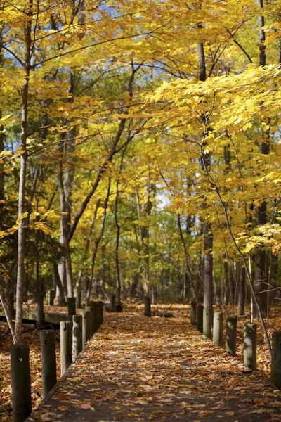 705 loopbrug en herfst bomen — Stockfoto