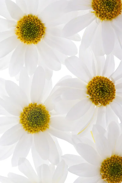 709 girasole bianco — Foto Stock