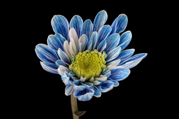 731 blue daisy flower — Stock Photo, Image