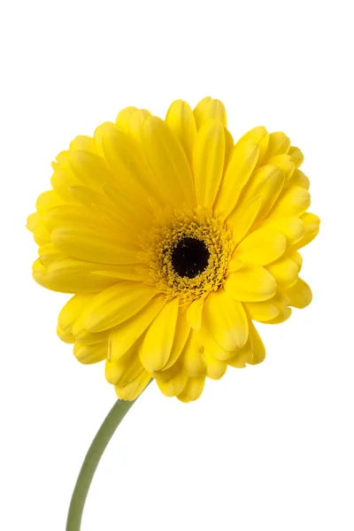 755 yellow daisy flower — Stock Photo, Image