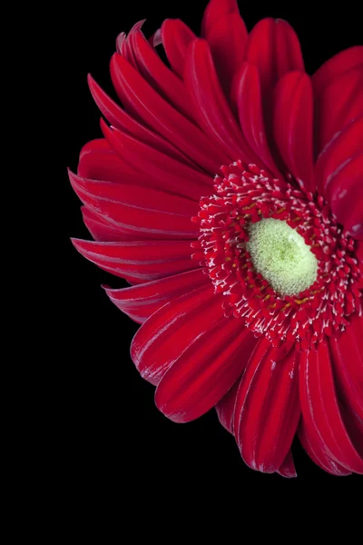 Kırmızı papatya çiçeği — Stok fotoğraf