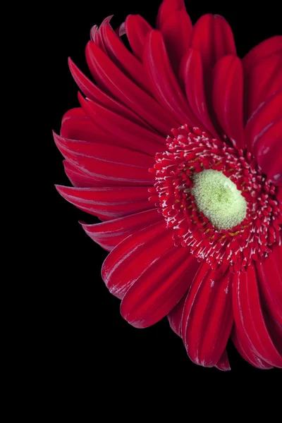 Red daisy flower — Stock Photo, Image