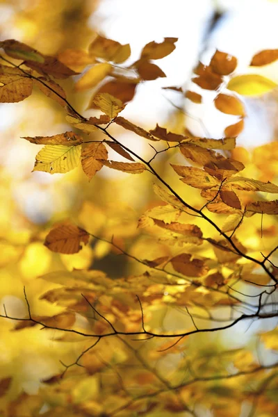 Image of autumn leaves — Stock Photo, Image