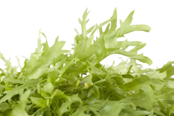 Arugula lettuce — Stock Photo, Image