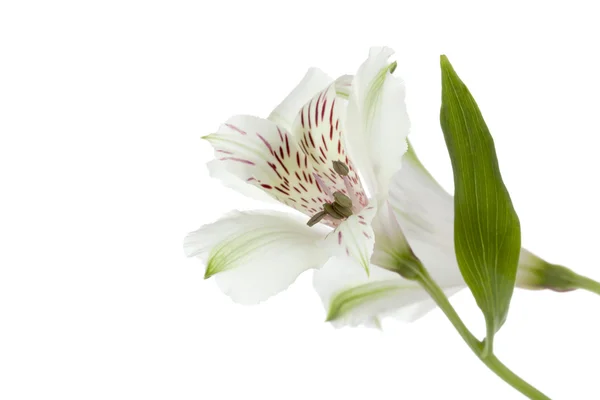 Colpo da vicino di un fiore bianco — Foto Stock