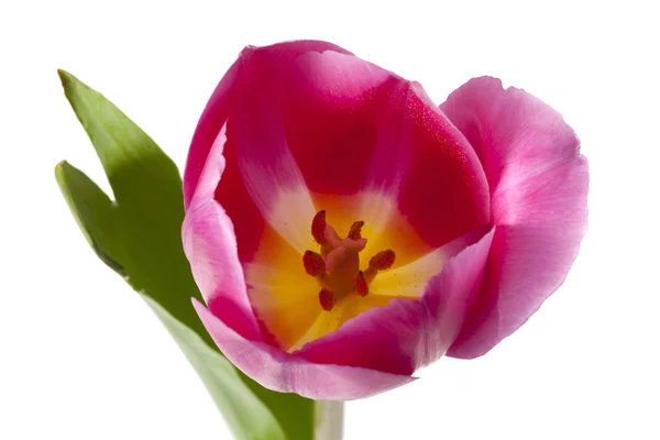 Widok z góry obraz różowe tulipany — Zdjęcie stockowe