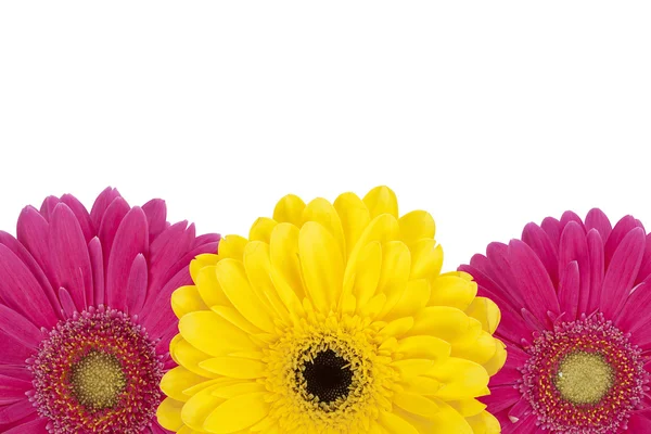 808 three daisy flowers — Stock Photo, Image