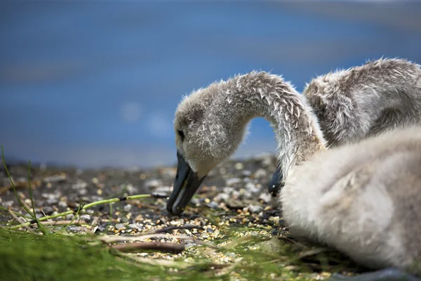 Baby Swans Eating Together — Stock Photo, Image