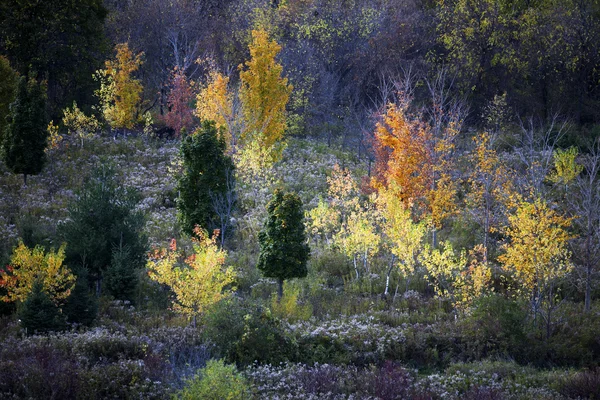 Autumn trees — Stock Photo, Image