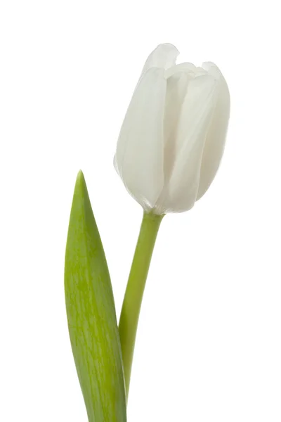 Tulipán blanco — Foto de Stock