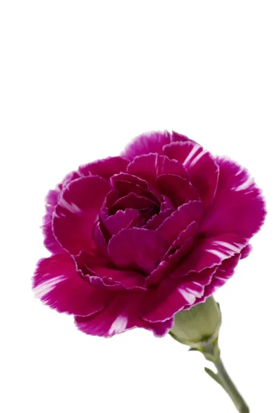 Pink carnation flower — Stock Photo, Image