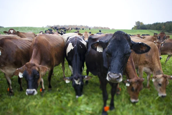 Manada de vacas — Fotografia de Stock