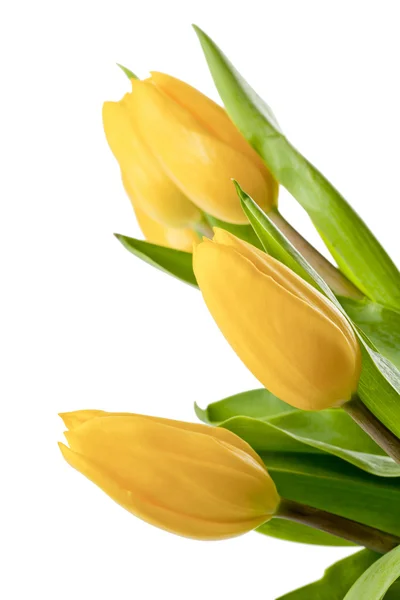 Drie tulpen — Stockfoto