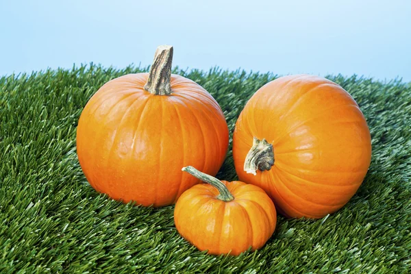 View of a halloween pumpkins over grass — Stock Photo, Image