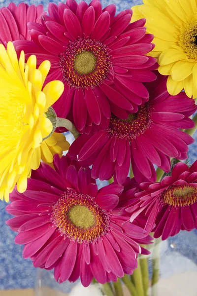 919 cropped image of pink and yellow daisies — Stock Photo, Image